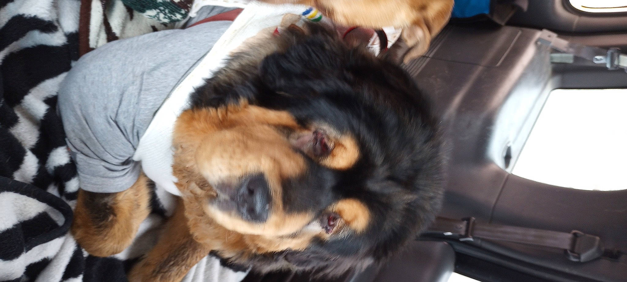 Valkyrie joined the competition — help win amazing prizes! canidae, carnivore, companion_dog, dog, dog_breed, ear, fawn, fur, german_shepherd_dog, guard_dog, himalayan_sheepdog, king_shepherd, leonberger, paw, snout, sporting_group, terrestrial_animal, whiskers, working_animal, working_dog