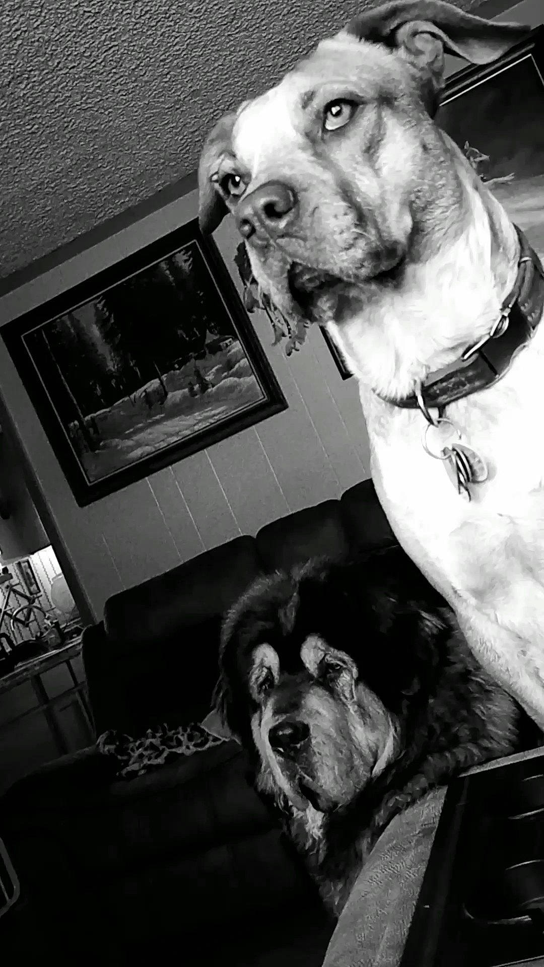 April is registered to the contest to win money with this photo: black, black_and_white, carnivore, collar, companion_dog, dog, dog_breed, dog_collar, fawn, mammal, monochrome, monochrome_photography, photograph, picture_frame, snapshot, snout, style, vertebrate, whiskers, white