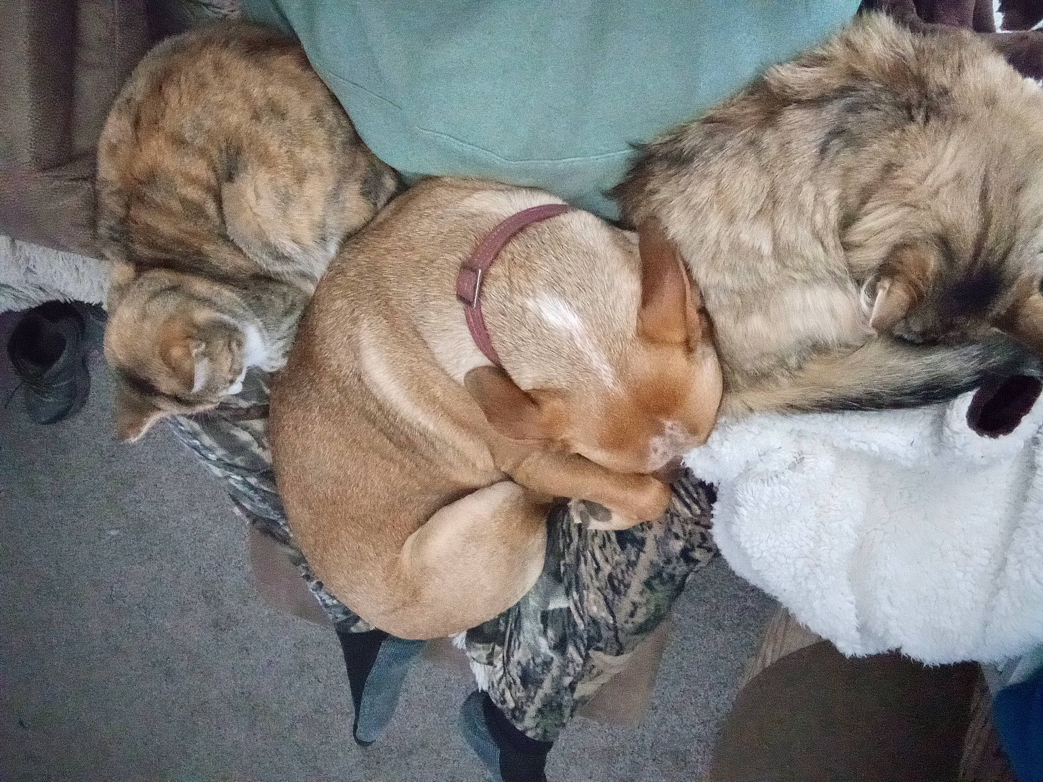 April is registered to the contest to win money with this photo: carnivore, comfort, companion_dog, dog, dog_breed, ear, fawn, felidae, fur, liver, nap, paw, puppy_love, shar_pei, snout, tail, toy_dog, whiskers, working_animal, wrinkle