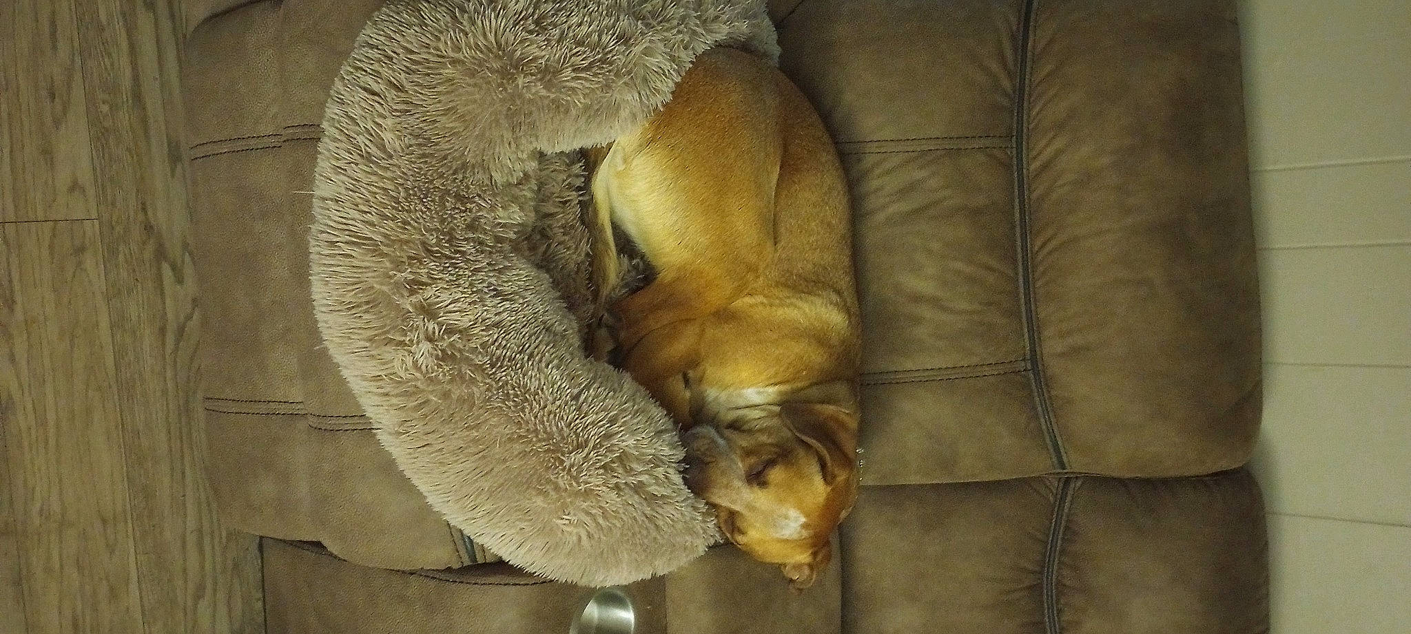 April joined the competition — help win amazing prizes! art, claw, comfort, fawn, felidae, fur, sheep, small_to_medium_sized_cats, snout, tail, terrestrial_animal, tourist_attraction, whiskers, wildlife, wood