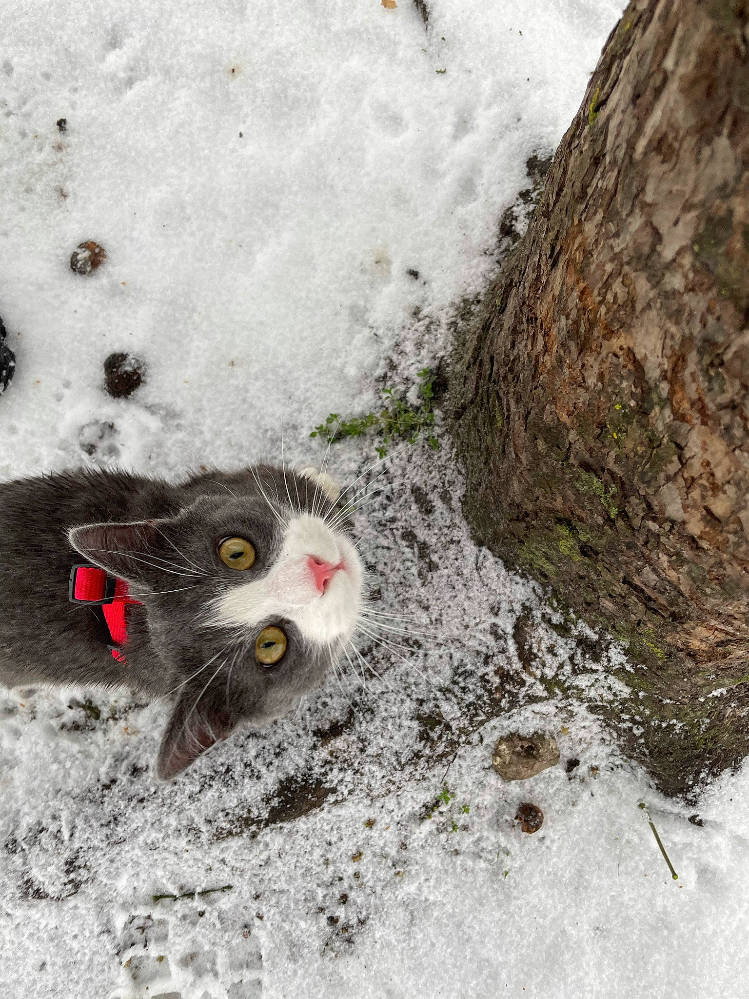 Rocket participe au concours pour gagner de l'argent avec cette photo : asphalt, beak, carnivore, cat, domestic_short_haired_cat, eye, felidae, freezing, fur, grass, paw, road_surface, small_to_medium_sized_cats, snout, snow, soil, tail, trunk, whiskers, wood