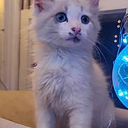 Mister joined the competition — help win amazing prizes! kitten, cat, blue_eyes, fluffy, indoor, curious, pet, animal, closeup, feline, young, cute, white_fur, decor, lights, ornament, cozy, portrait, soft_lighting, domestic