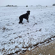 Mabrouka participe au concours pour gagner de l'argent avec cette photo : animal, black_dog, canine, cold, daytime, dog, field, fur, hill, landscape, nature, outdoor, pet, quiet, rural, sky, snow, standing, white_snow, winter