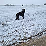 animal, black_dog, canine, cold, daytime, dog, field, fur, hill, landscape, nature, outdoor, pet, quiet, rural, sky, snow, standing, white_snow, winter
