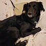 animal, black_dog, brown_flower_pattern, calm, canine, companion, couch, dog, domestic_animal, fluffy, fur, indoor, lying_down, pet, pillow, portrait, quilt, relaxed, resting, side_view