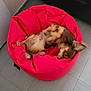 bean_bag, brown_dog, canine, couch, cozy, dog, ear, floor, fur, furniture, indoor, lying_down, paw, pet, playful, red, relaxed, resting, small_dog, tile_floor