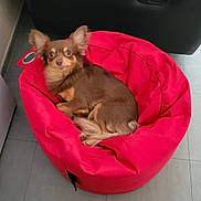 Guizmo participe au concours pour gagner de l'argent avec cette photo : dog, small_dog, brown_dog, bean_bag, red_bean_bag, pet, indoor, floor, tile_floor, furniture, relaxed, ears, looking, curious, companion, cute, cozy, animal, resting, home