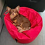 animal, bean_bag, brown_dog, companion, cozy, curious, cute, dog, ears, floor, furniture, home, indoor, looking, pet, red_bean_bag, relaxed, resting, small_dog, tile_floor