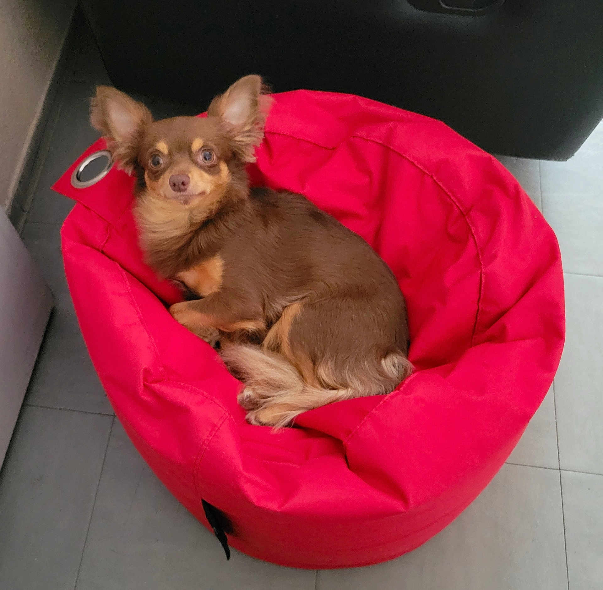 Guizmo participe au concours pour gagner de l'argent avec cette photo : dog, small_dog, brown_dog, bean_bag, red_bean_bag, pet, indoor, floor, tile_floor, furniture, relaxed, ears, looking, curious, companion, cute, cozy, animal, resting, home