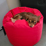 Guizmo participe au concours pour gagner de l'argent avec cette photo : animal, bean_bag, brown_dog, canine, comfort, cozy, curious_eyes, cute, dog, floor, furniture, home, indoor, laying_down, looking, pet, red_bean_bag, relaxed, resting, small_dog