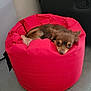 animal, bean_bag, brown_dog, canine, comfort, cozy, curious_eyes, cute, dog, floor, furniture, home, indoor, laying_down, looking, pet, red_bean_bag, relaxed, resting, small_dog