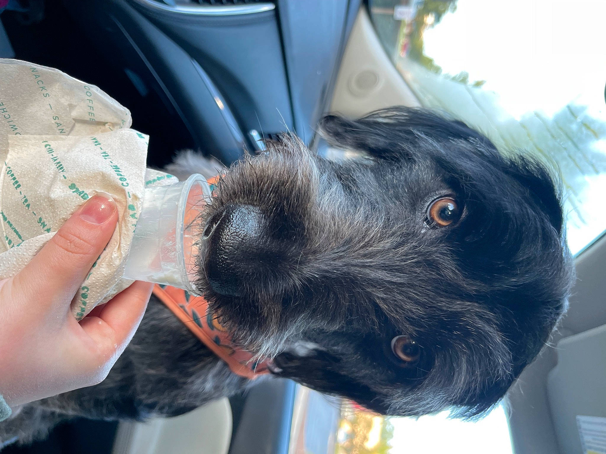 Dolly Mae Kelley is registered to the contest to win money with this photo: auto_part, automotive_tire, canidae, carnivore, collar, companion_dog, dog, dog_breed, ear, fender, fur, gesture, hand, nail, snout, sporting_group, vehicle, vehicle_door, whiskers, working_animal