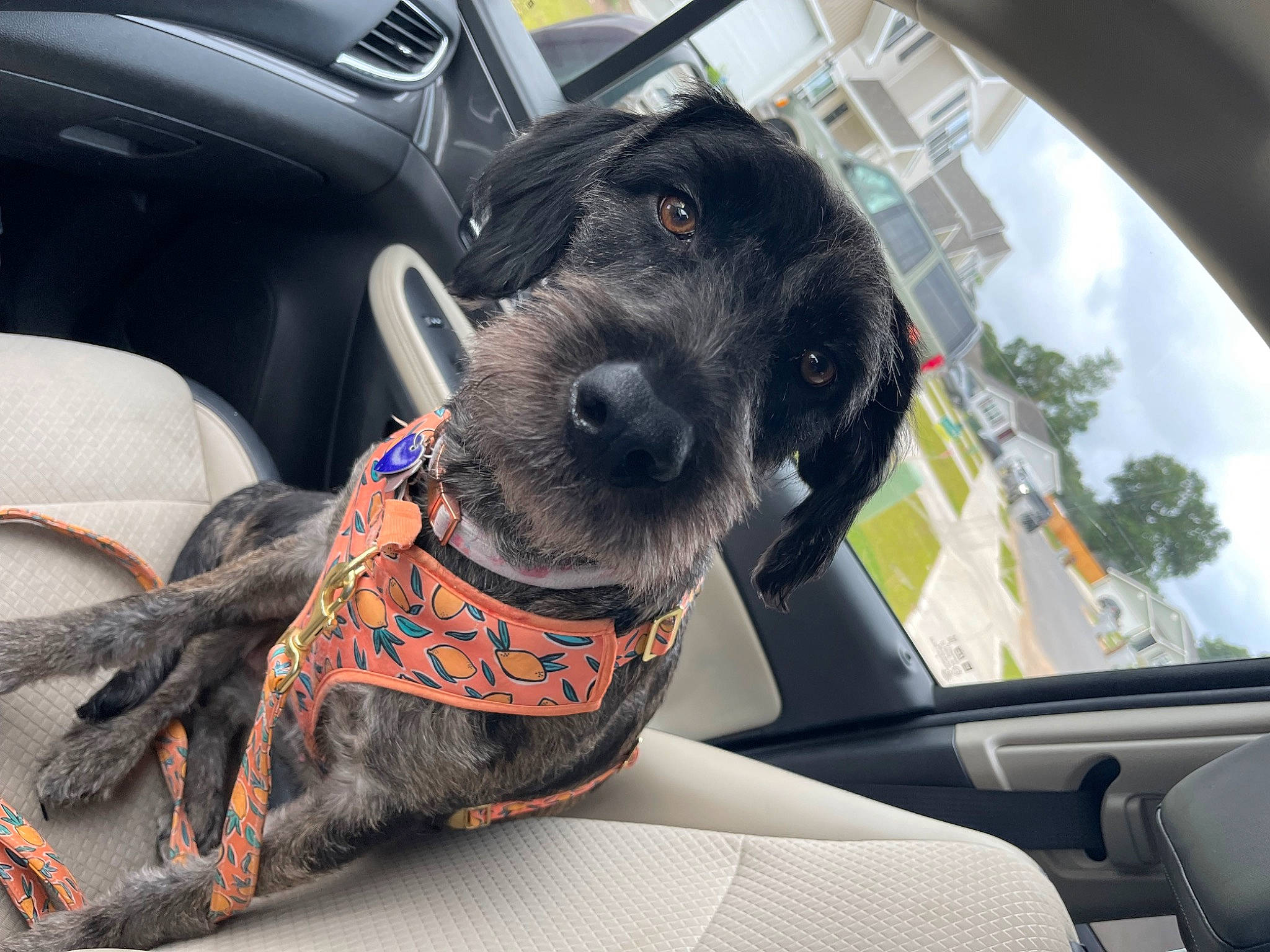 Dolly Mae Kelley is registered to the contest to win money with this photo: auto_part, automotive_design, automotive_exterior, automotive_mirror, automotive_tire, car, car_seat_cover, carnivore, cloud, collar, companion_dog, dog, dog_breed, dog_collar, fawn, motor_vehicle, snout, vehicle, vehicle_door, windshield