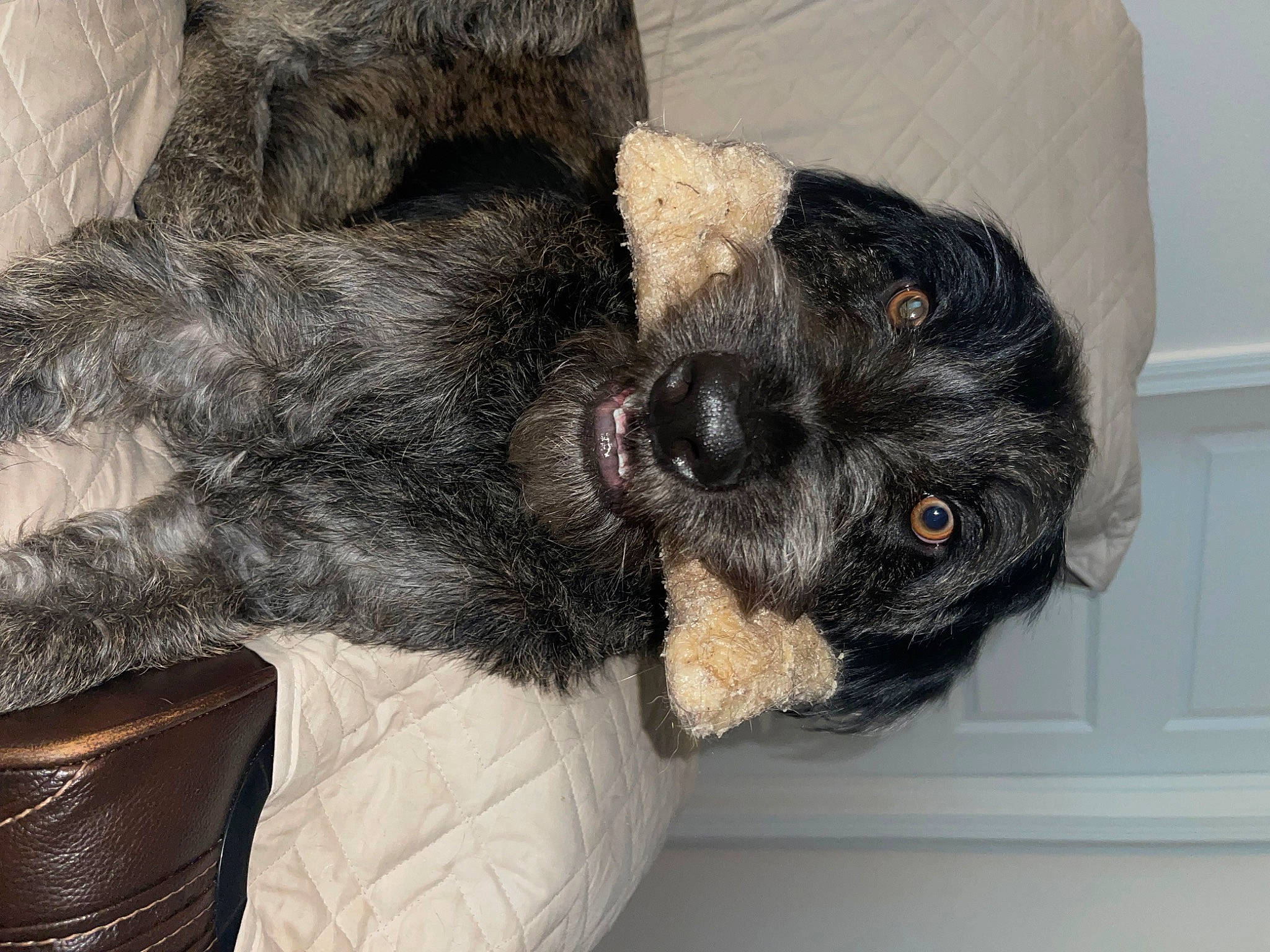 Dolly Mae Kelley is registered to the contest to win money with this photo: canidae, carnivore, comfort, companion_dog, dog, dog_breed, ear, fur, grey, liver, mammal, scottish_terrier, sporting_group, standard_schnauzer, tail, terrier, vertebrate, water_dog, whiskers, working_animal