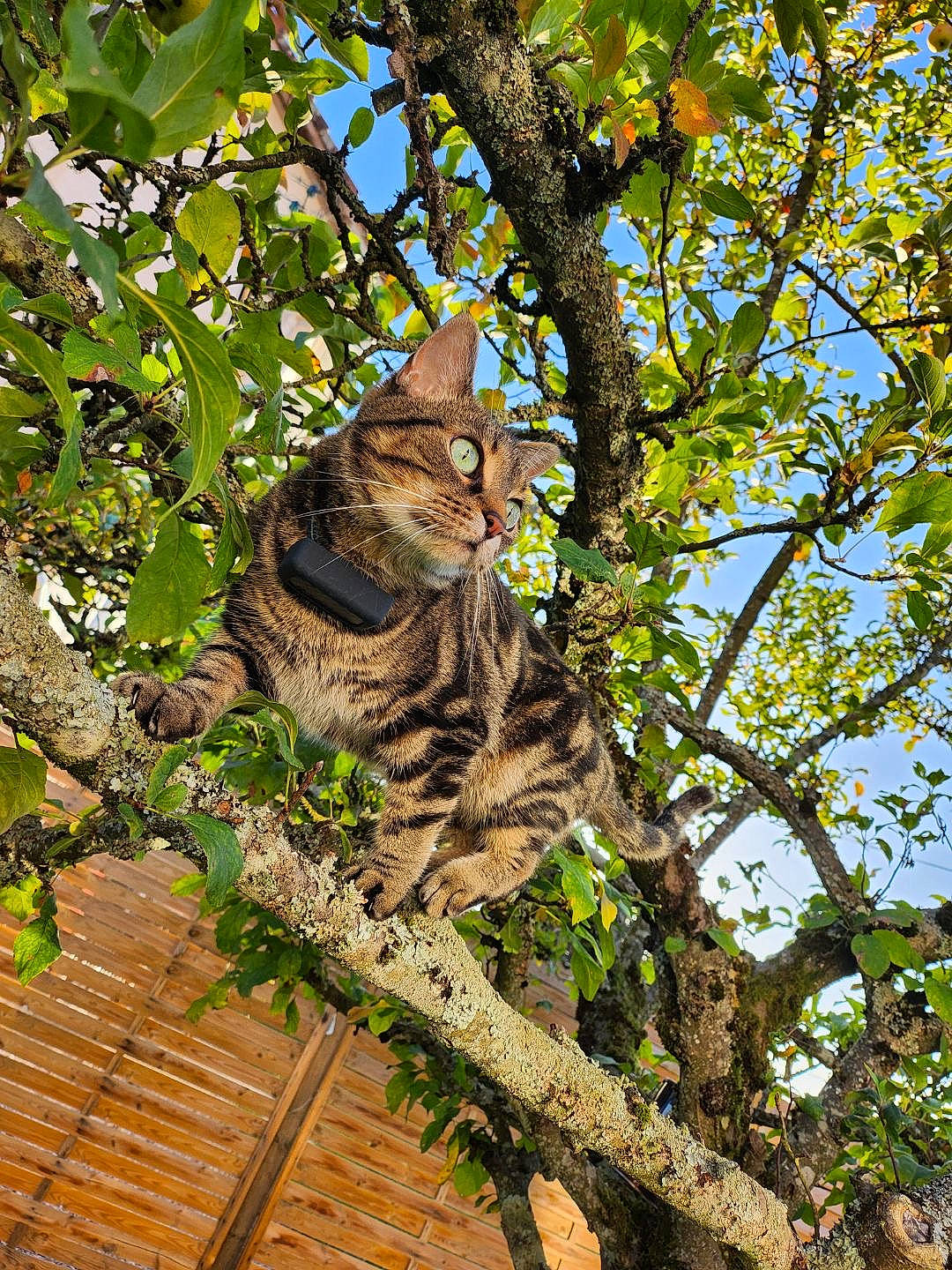 Fifou a rejoint le concours — aidez-le/la à gagner de superbes lots ! art, branch, carnivore, cat, domestic_short_haired_cat, felidae, fur, leaf, plant, sky, small_to_medium_sized_cats, snout, tail, tree, trunk, twig, vertebrate, whiskers, wood, woody_plant