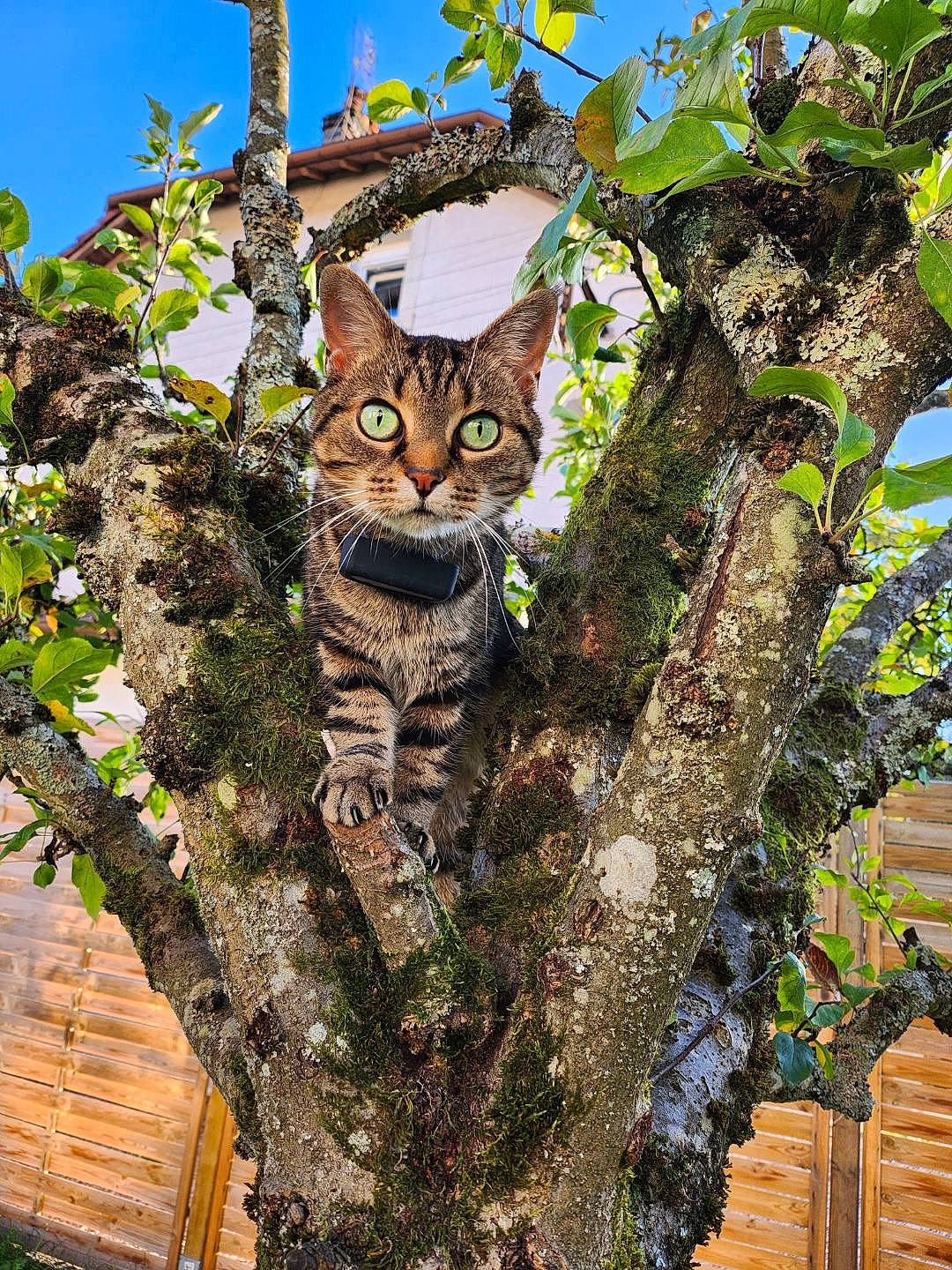 Fifou participe au concours pour gagner de l'argent avec cette photo : biome, branch, carnivore, cat, fawn, felidae, leaf, nature, plant, sky, small_to_medium_sized_cats, snout, tail, terrestrial_animal, tree, trunk, twig, whiskers, wood, woody_plant
