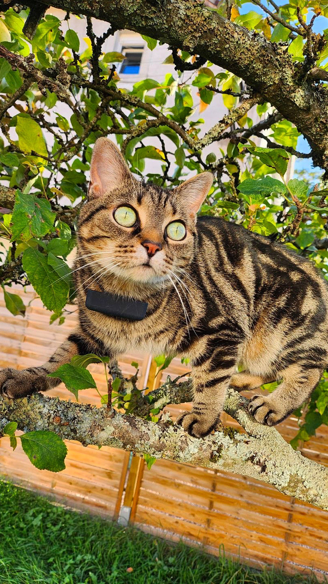 Fifou a rejoint le concours — aidez-le/la à gagner de superbes lots ! carnivore, cat, domestic_short_haired_cat, fawn, felidae, fur, glasses, grass, groundcover, plant, sitting, small_to_medium_sized_cats, snout, tail, terrestrial_animal, tree, trunk, whiskers, wildlife, wood