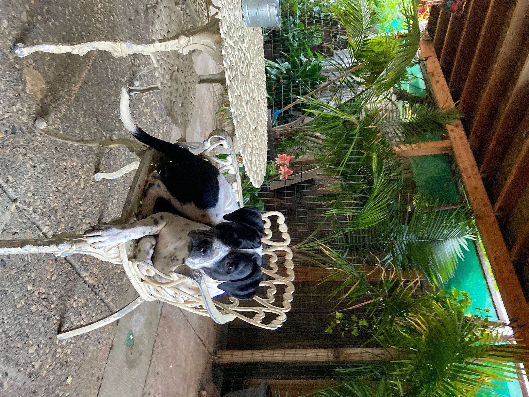 Panda joined the competition — help win amazing prizes! arecales, art, building, concrete, facade, landscape, leisure, palm_tree, plant, sculpture, terrestrial_plant, tree, wood, world