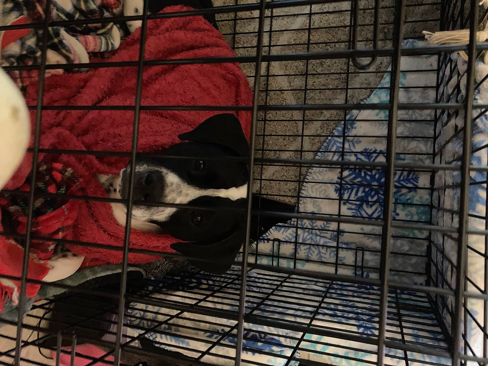Panda is registered to the contest to win money with this photo: animal_shelter, art, cage, canidae, carnivore, dog_breed, dog_crate, dog_supply, felidae, flooring, mammal, mesh, pet_supply, product, service, small_to_medium_sized_cats, snout, sporting_group, tail, vertebrate