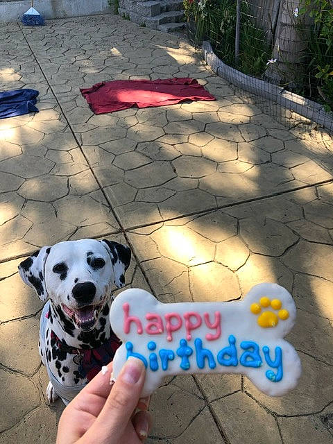 Loopy is registered to the contest to win money with this photo: asphalt, carnivore, companion_dog, dalmatian, dog, dog_breed, dog_supply, fawn, flooring, font, grass, handwriting, pet_supply, plant, road_surface, shade, shadow, sidewalk, soil, toy