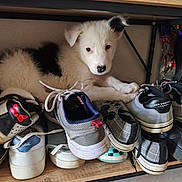 Abu a rejoint le concours — aidez-le/la à gagner de superbes lots ! puppy, dog, shoes, shelf, wooden_shelf, white_fur, black_fur, pet, indoor, curious, cozy, footwear, sneakers, casual_shoes, paws, resting, young_dog, animal, domestic, cute