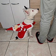 Abu a rejoint le concours — aidez-le/la à gagner de superbes lots ! black_ears, costume, cute, dog, festive, floor, holiday, indoor, kitchen_cabinet, looking_up, pants, person, pet, plush_toy, santa_costume, sitting, slippers, small_dog, tiled_floor, white_dog