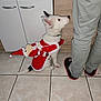 black_ears, costume, cute, dog, festive, floor, holiday, indoor, kitchen_cabinet, looking_up, pants, person, pet, plush_toy, santa_costume, sitting, slippers, small_dog, tiled_floor, white_dog