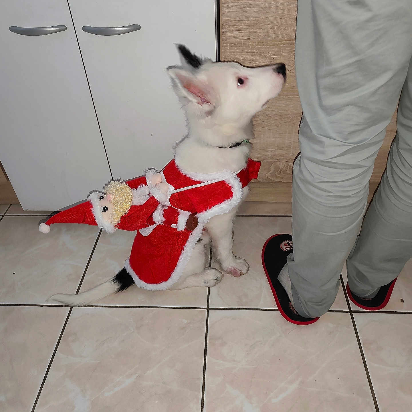 Abu a rejoint le concours — aidez-le/la à gagner de superbes lots ! black_ears, costume, cute, dog, festive, floor, holiday, indoor, kitchen_cabinet, looking_up, pants, person, pet, plush_toy, santa_costume, sitting, slippers, small_dog, tiled_floor, white_dog