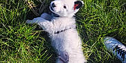 Abu participe au concours pour gagner de l'argent avec cette photo : puppy, dog, grass, outdoor, white_fur, black_ear, playful, young_animal, curious, nature, sunlight, shoes, sneakers, person, pet, animal, summer, daylight, fur, collar