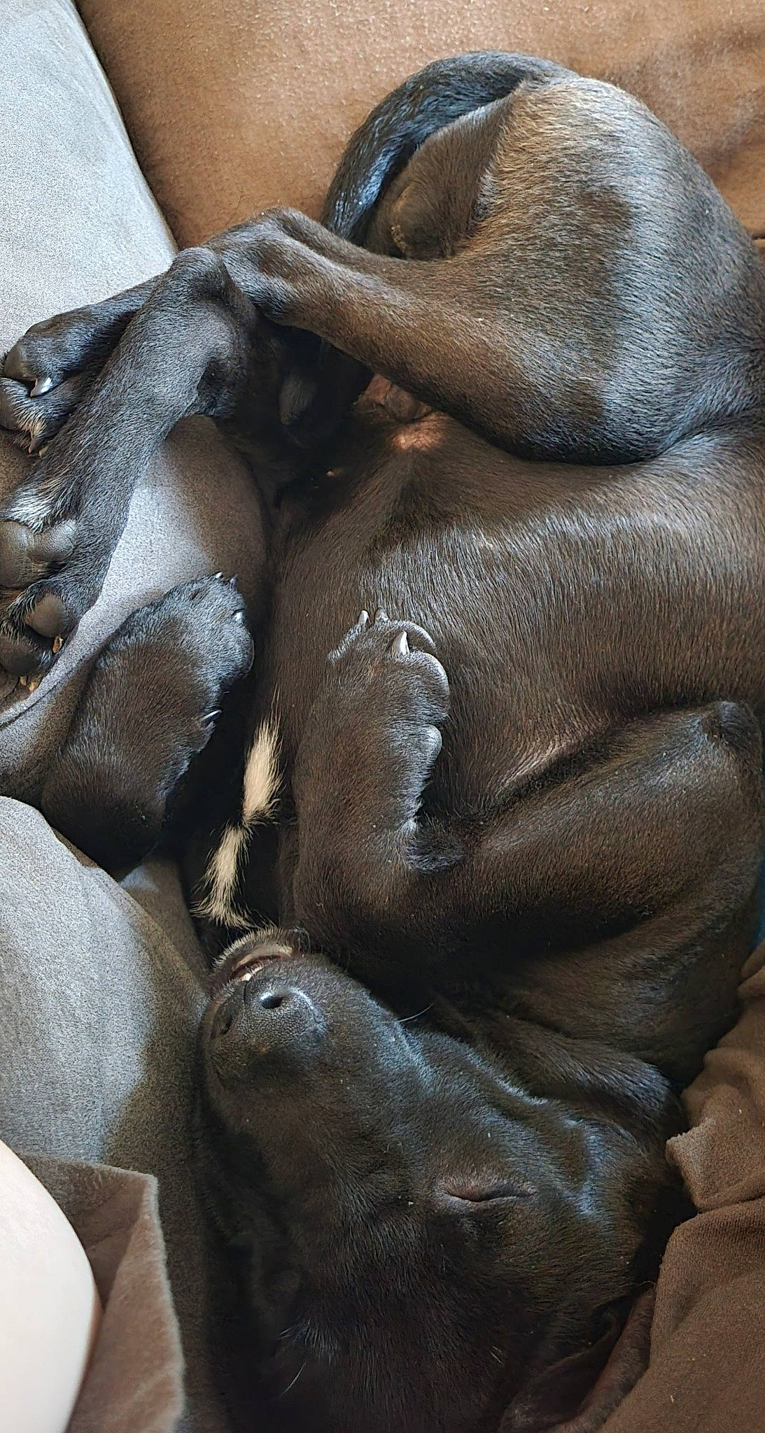 Sam joined the competition — help win amazing prizes! bronze, claw, close_up, comfort, dog_breed, fawn, fur, human_leg, liver, metal, nail, paw, snout, sporting_group, terrestrial_animal, wildlife, working_animal, wrinkle