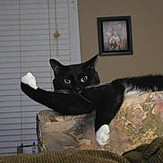 Sylvester joined the competition — help win amazing prizes! cat, black_cat, white_paws, green_eyes, animal, pet, feline, sitting, lounging, stretching, paw, whiskers, indoors, living_room, armchair, floral_fabric, cushions, window_blinds, framed_picture, portrait