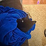 Sylvester is registered to the contest to win money with this photo: cat, black_cat, pet, animal, furry, ears, lounging, sleeping, blanket, blue_blanket, couch, sofa, indoor, living_room, wooden_floor, carpet, sunlight, relaxing, home, cozy