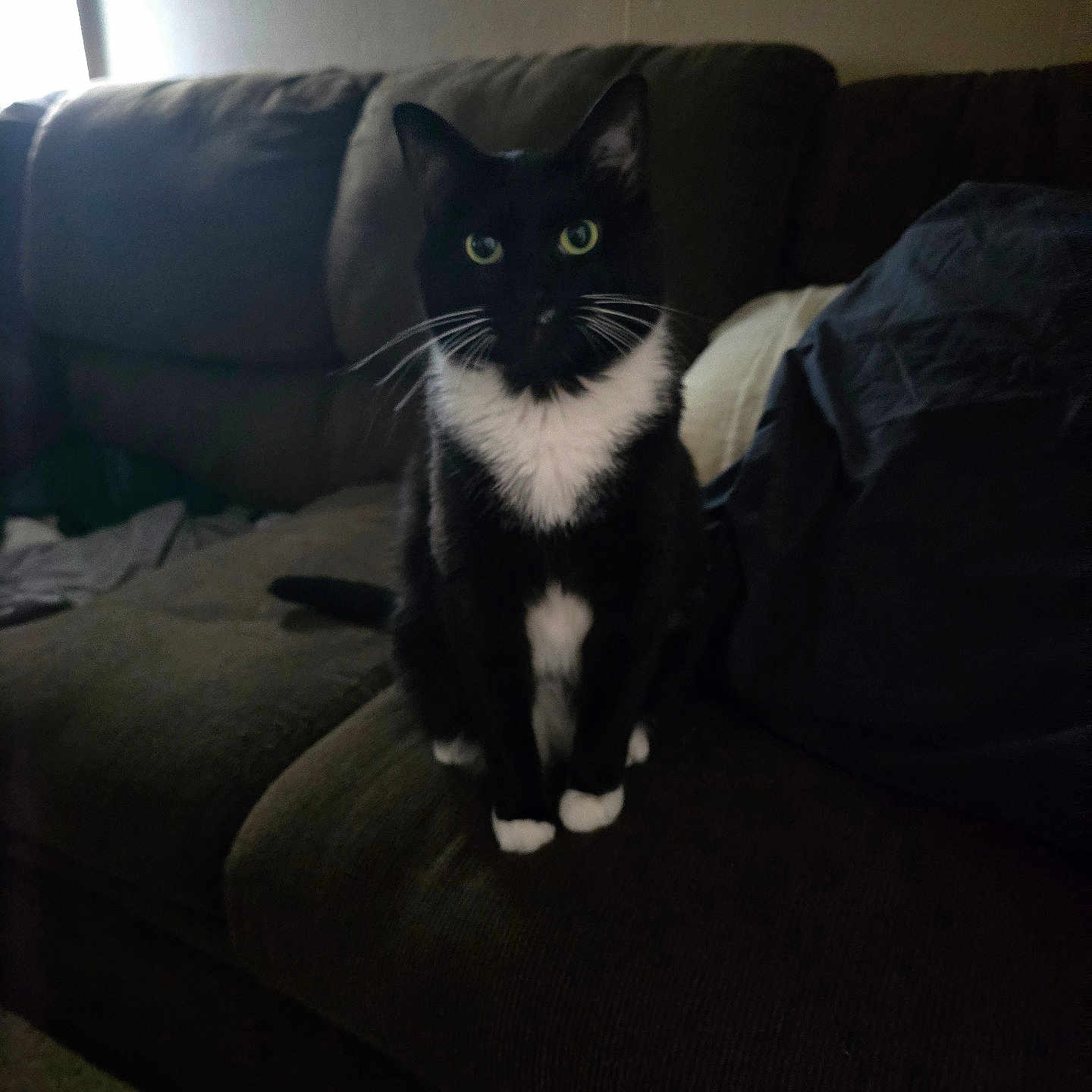 Sylvester