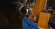 Sylvester joined the competition — help win amazing prizes! cat, tuxedo_cat, black_fur, white_chest, whiskers, green_eyes, close_up, portrait, indoor, bedroom, blue_blanket, furniture, television, dresser, wooden_cabinet, home_interior, sitting, curious, pet, photography