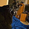 cat, tuxedo_cat, black_fur, white_chest, whiskers, green_eyes, close_up, portrait, indoor, bedroom, blue_blanket, furniture, television, dresser, wooden_cabinet, home_interior, sitting, curious, pet, photography