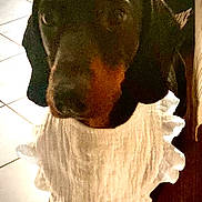 Oxo a rejoint le concours — aidez-le/la à gagner de superbes lots ! dog, pet, indoor, tile_floor, white_clothing, ruffled_garment, brown_dog, black_dog, animal, cute, portrait, standing, furniture, home, domestic, canine, closeup, blurry, floor, mammal