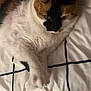 cat, calico, pet, animal, feline, bed, bedding, white, black, grid_pattern, fur, paw, resting, indoors, closeup, cute, sleepy, domestic_cat, mammal, relaxed