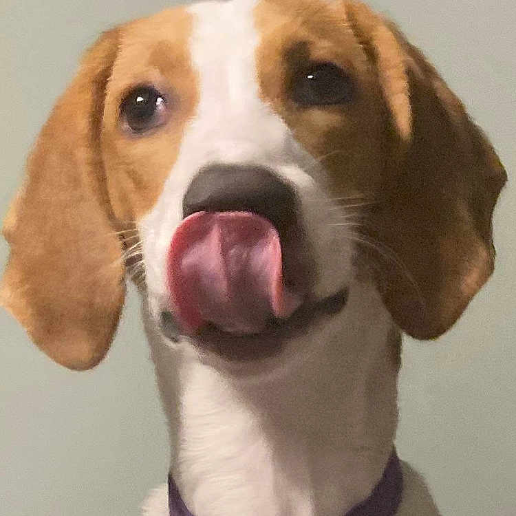 Dixie