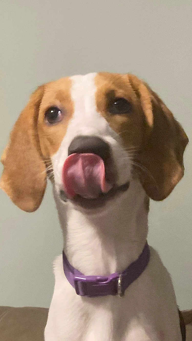 Dixie