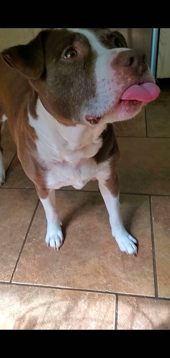 Chance Horton joined the competition — help win amazing prizes! carnivore, companion_dog, dog, dog_breed, fawn, floor, flooring, liver, mammal, non_sporting_group, terrestrial_animal, whiskers, working_animal