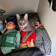 Frankie joined the competition — help win amazing prizes! cat, tabby_cat, ventriloquist_dummy, doll, toy, indoor, corner, carpet, clothing, green_jacket, red_shirt, checkered_shirt, fur, eyes, mouth_open, sitting, resting, human_like, posing, quirky