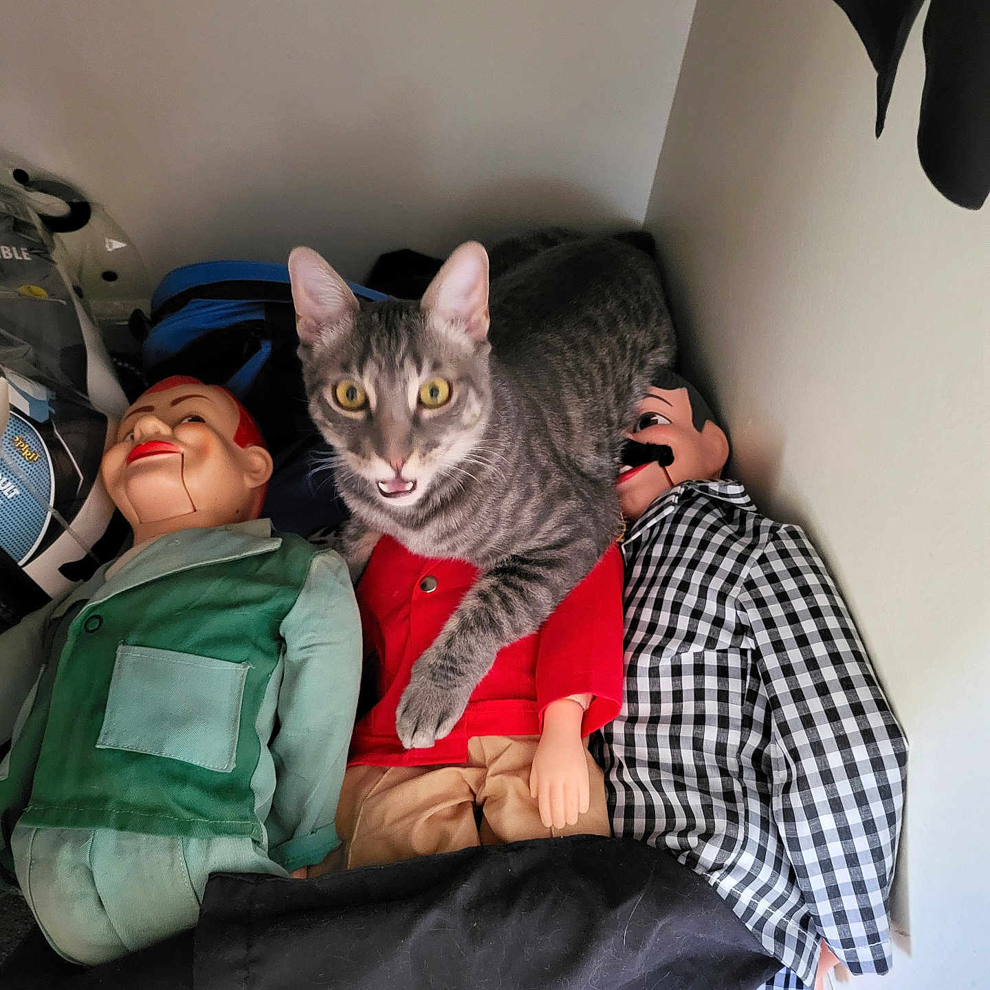 Frankie joined the competition — help win amazing prizes! cat, tabby_cat, ventriloquist_dummy, doll, toy, indoor, corner, carpet, clothing, green_jacket, red_shirt, checkered_shirt, fur, eyes, mouth_open, sitting, resting, human_like, posing, quirky