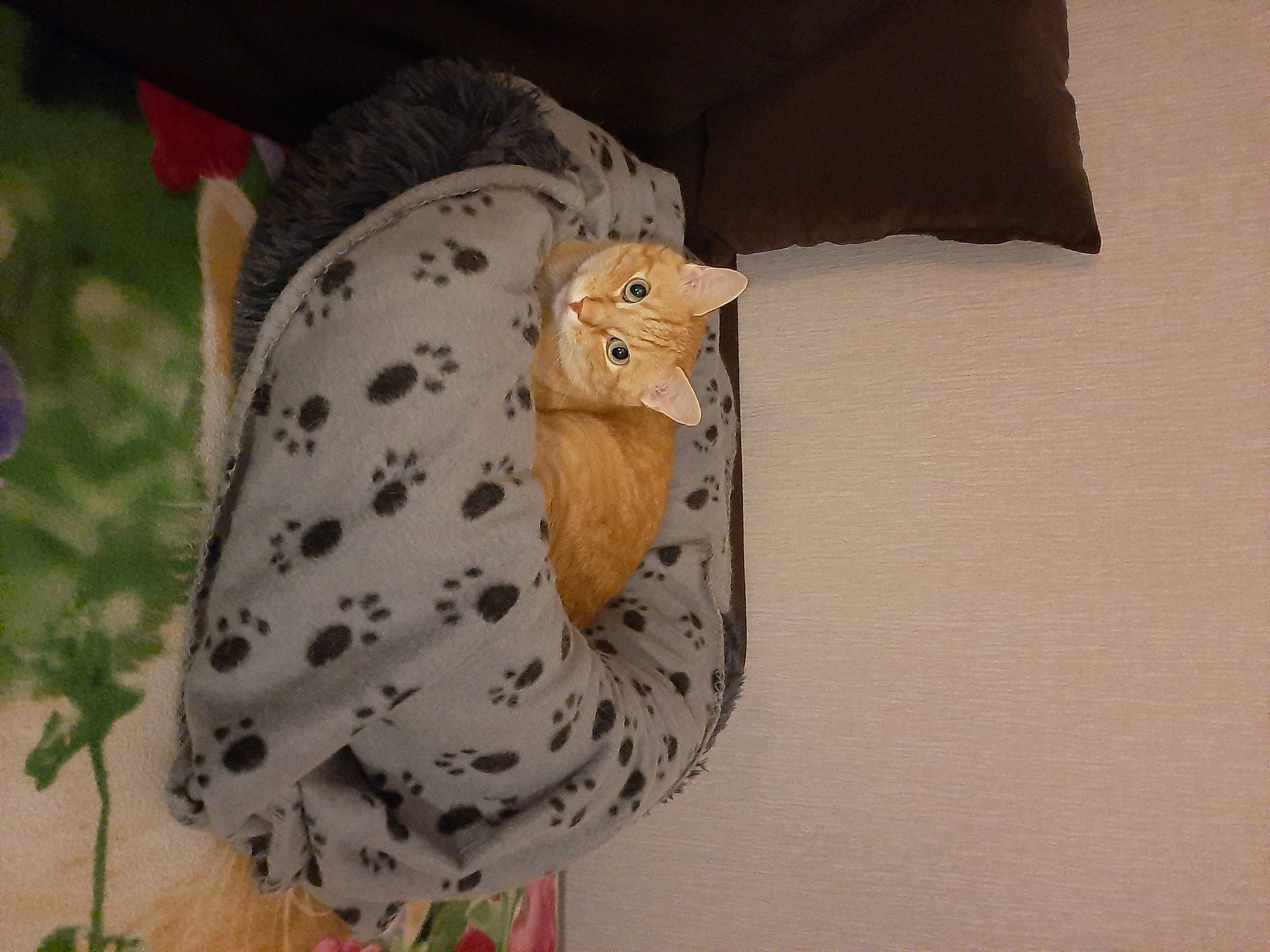 Kouki a rejoint le concours — aidez-le/la à gagner de superbes lots ! beak, canidae, carnivore, ceramic, companion_dog, costume_hat, fashion_accessory, fawn, feather, felidae, fur, hat, linens, pattern, pet_supply, small_to_medium_sized_cats, snout, stuffed_toy, tail, whiskers