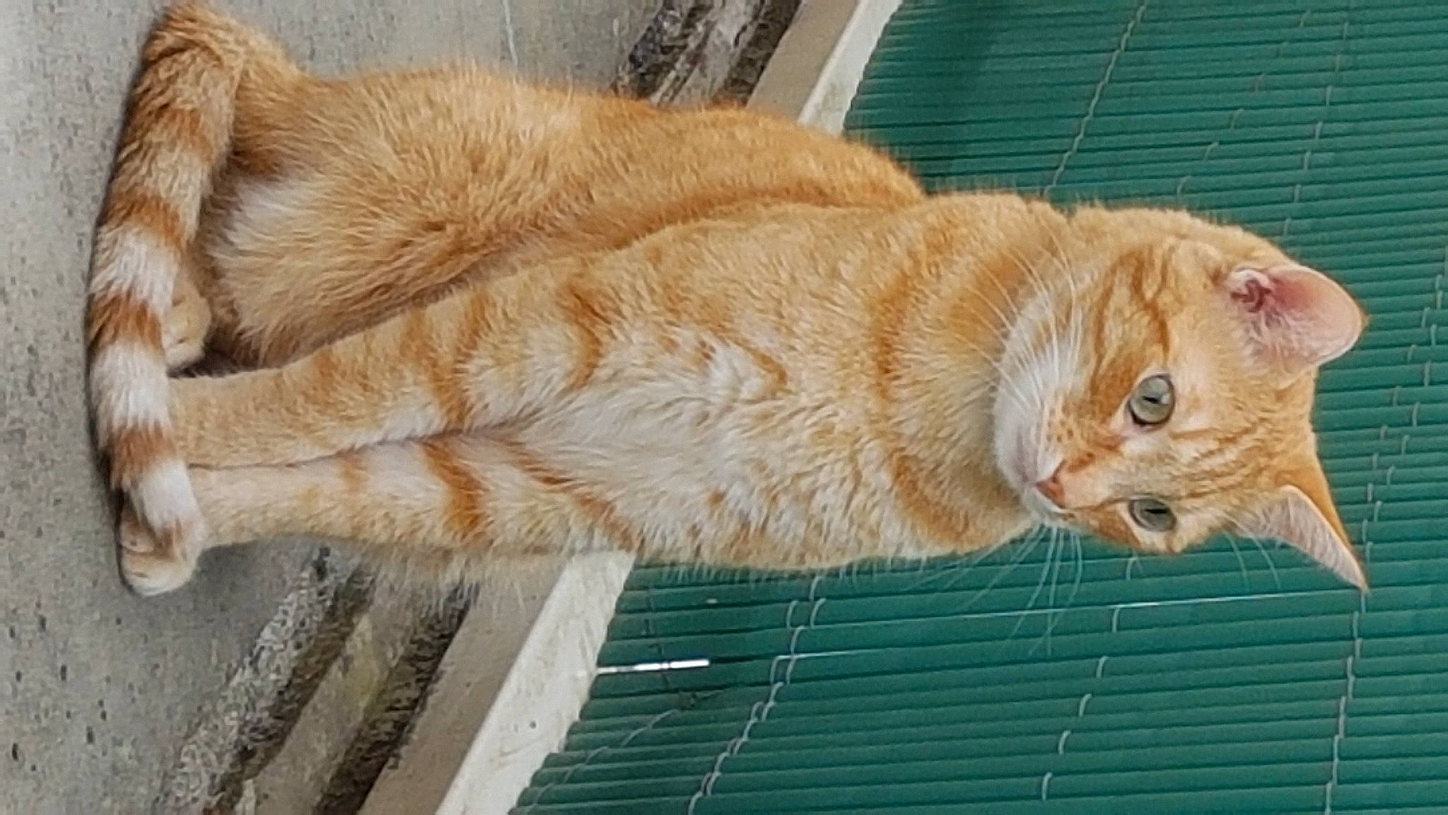 Kouki a rejoint le concours — aidez-le/la à gagner de superbes lots ! animal_shelter, cage, carnivore, cat, claw, domestic_short_haired_cat, fawn, felidae, fur, grass, pet_supply, small_to_medium_sized_cats, snout, tail, terrestrial_animal, whiskers, wood