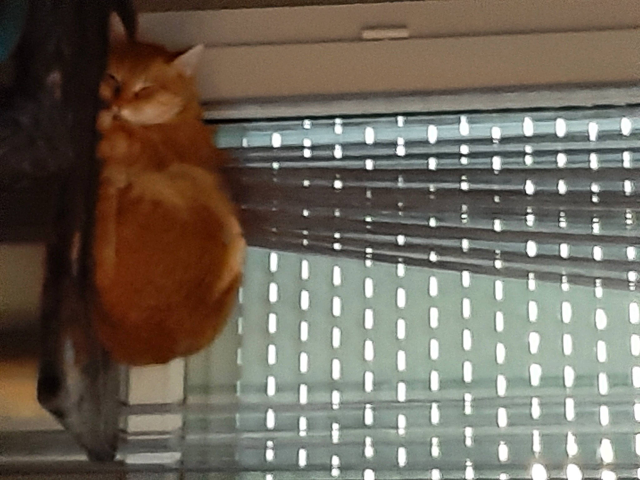 Kouki a rejoint le concours — aidez-le/la à gagner de superbes lots ! canidae, carnivore, cat, fawn, felidae, flooring, fur, grille, hardwood, liver, mesh, metal, plywood, room, small_to_medium_sized_cats, snout, tail, whiskers, window, wood