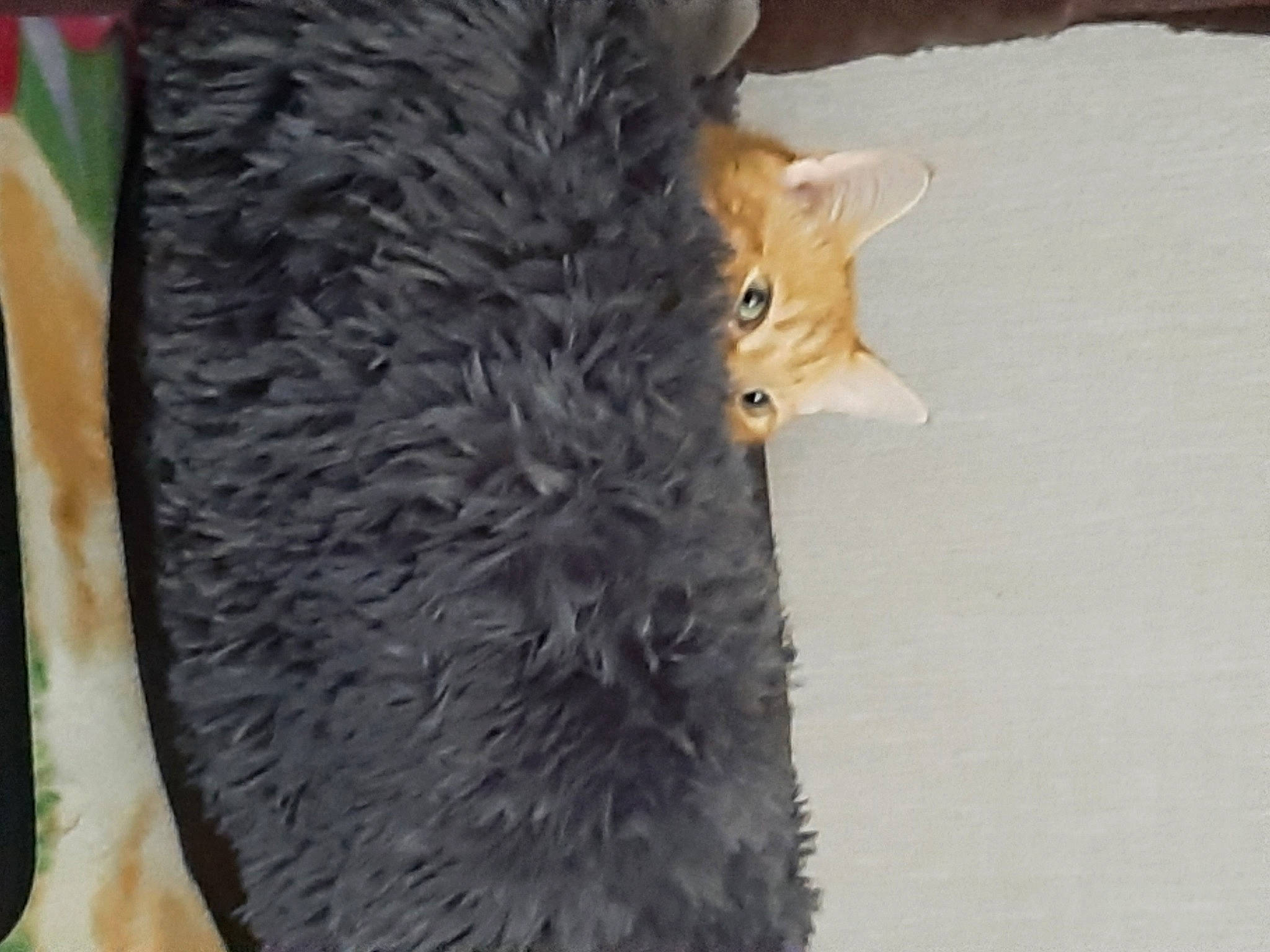 Kouki a rejoint le concours — aidez-le/la à gagner de superbes lots ! black_cat, canidae, carnivore, cat, claw, domestic_short_haired_cat, fawn, felidae, fur, paw, small_to_medium_sized_cats, snout, tail, terrestrial_animal, tree, trunk, whiskers, wildlife, wood