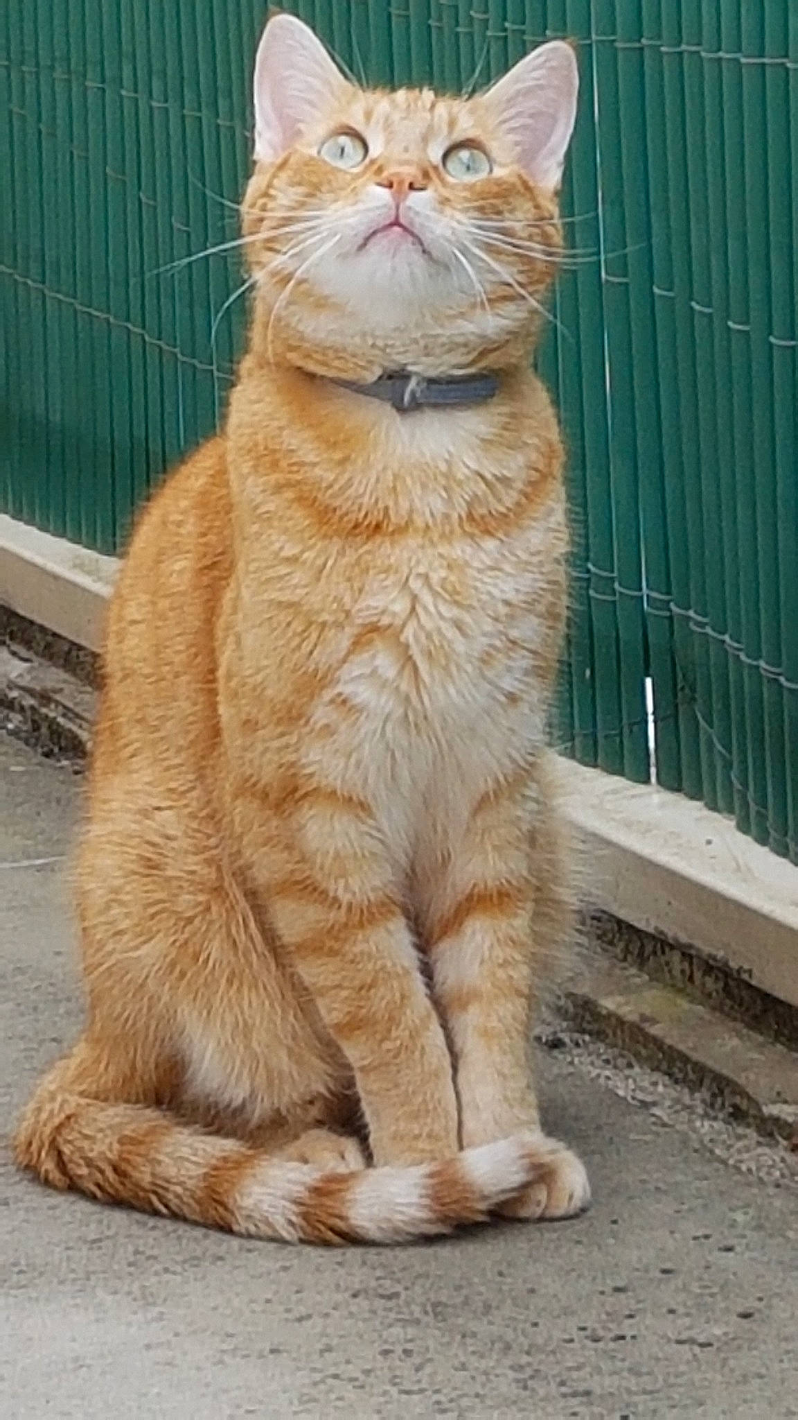 Kouki a rejoint le concours — aidez-le/la à gagner de superbes lots ! aegean_cat, arabian_mau, asian, carnivore, cat, claw, domestic_short_haired_cat, european_shorthair, fawn, felidae, mammal, organism, polydactyl_cat, small_to_medium_sized_cats, snout, tabby_cat, tail, vertebrate, whiskers