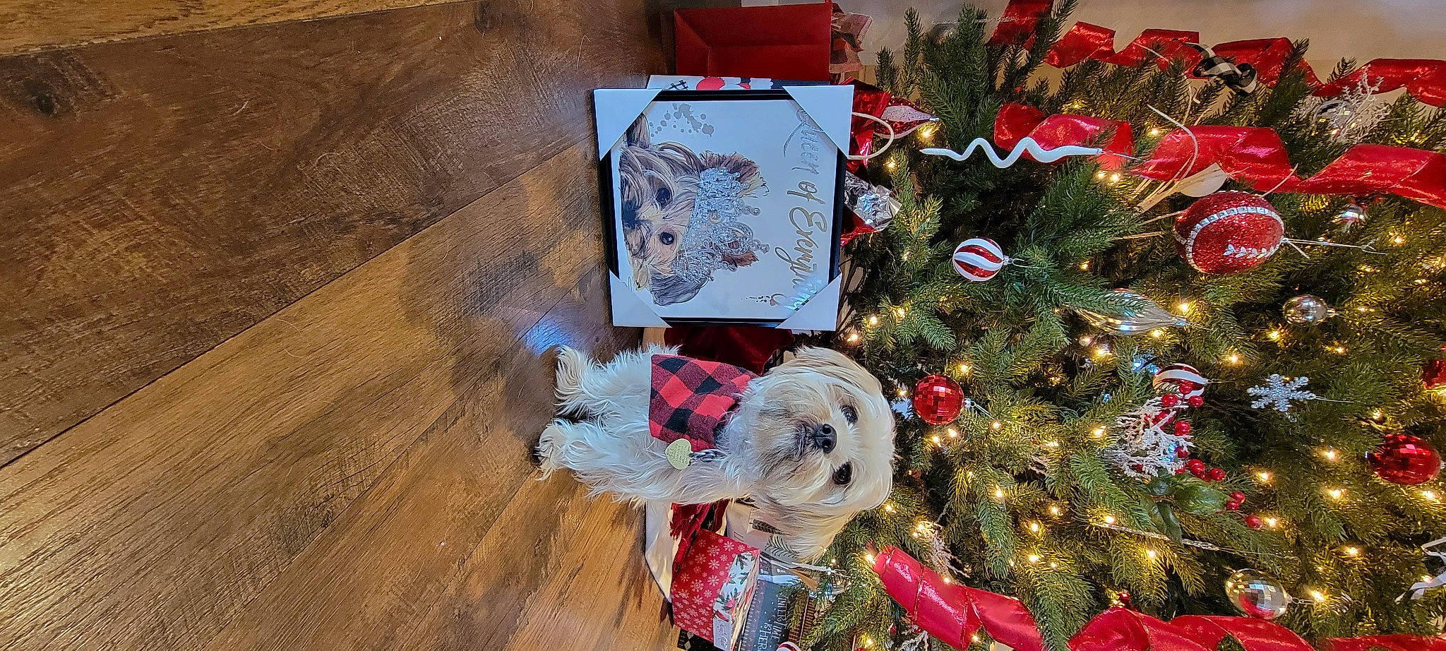 Serena joined the competition — help win amazing prizes! carmine, christmas, christmas_decoration, christmas_eve, christmas_ornament, christmas_tree, conifer, event, flooring, gift_wrapping, hardwood, holiday, holiday_ornament, interior_design, ornament, plank, tree, varnish, wood, wood_stain