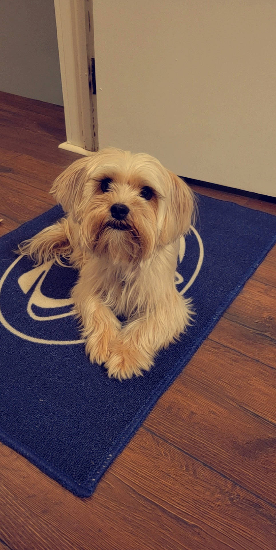 Serena is registered to the contest to win money with this photo: canidae, carnivore, companion_dog, dog, dog_breed, floor, flooring, fur, hardwood, plank, puppy_love, rectangle, small_terrier, snout, sporting_group, terrier, toy_dog, wood, wood_stain, working_animal