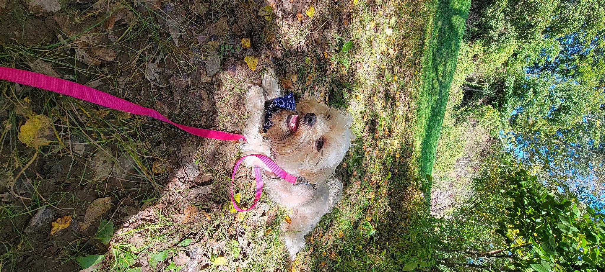 Serena is registered to the contest to win money with this photo: canidae, carnivore, collar, companion_dog, dog, dog_breed, dog_collar, dog_supply, fawn, fur, grass, leash, plant, snout, sporting_group, sunglasses, terrier, toy_dog, tree, working_animal